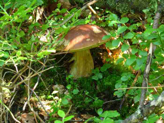  Image name: 235 Porcino.jpg 
 width: 700 pixel 
 height: 525 pixel 
 Size: 35236 bytes 
 Click to enlarge 